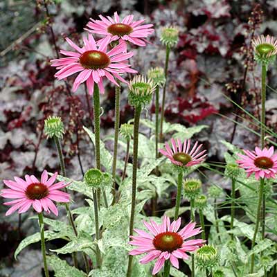 Echinacea 'Sparkler'