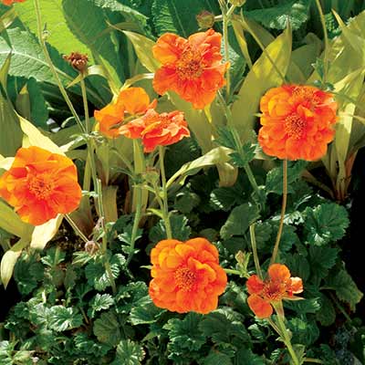 Geum 'Werner Arends'