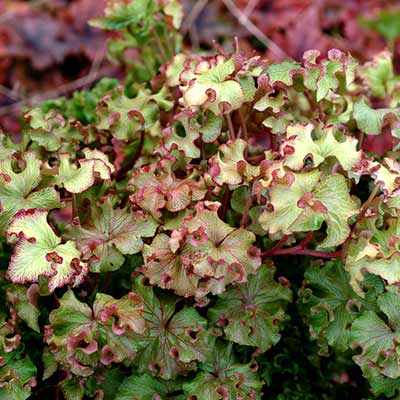 Hedera 'Fluffy Ruffles'