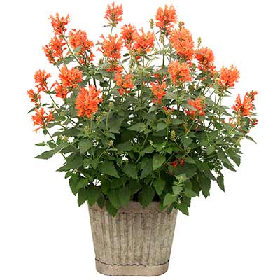 Agastache POQUITO® 'Orange'