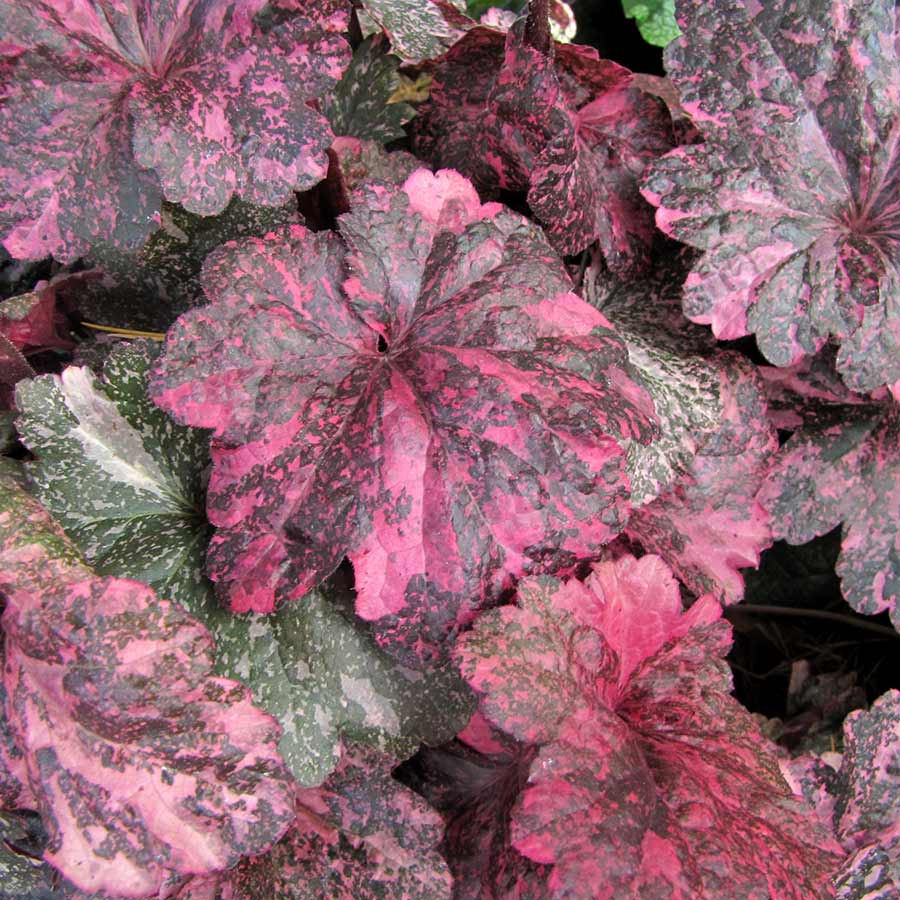 Heuchera 'Midnight Rose Select'