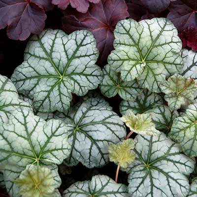 Heuchera 'Mint Frost'