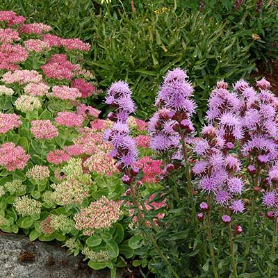 Liatris FEATHERMORE™ 'Lavender'