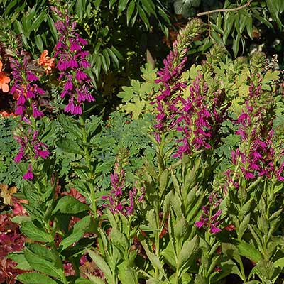 Lobelia 'Wildwood Splendor'