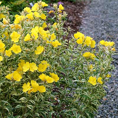 Oenothera 'Spring Gold'