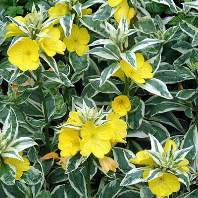 Oenothera 'Spring Gold'