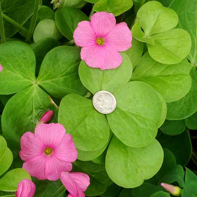 Oxalis 'Rosea'