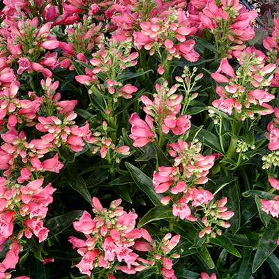 Penstemon 'Coral Carpet'