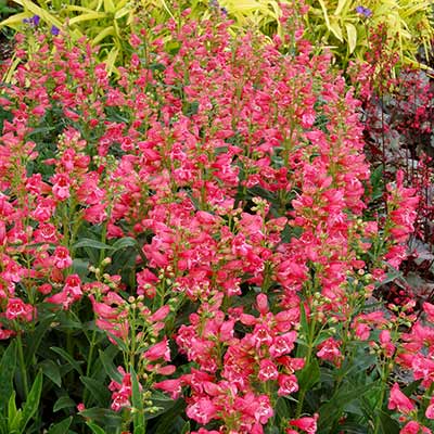 Penstemon 'Coral Carpet'