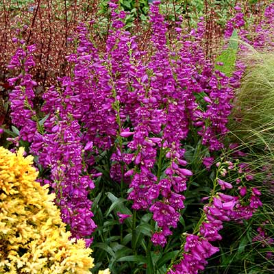 Penstemon 'Sweet Grapes'