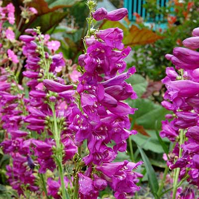 Penstemon 'Sweet Grapes'