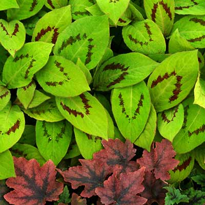 Persicaria 'Brushstrokes'