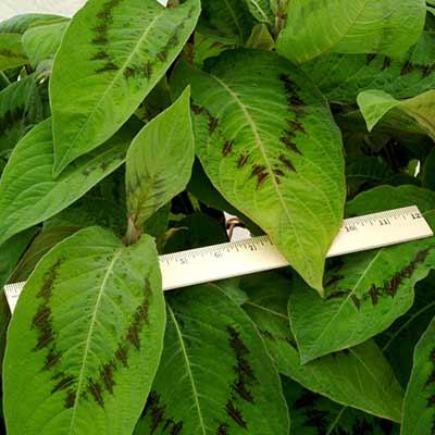 Persicaria 'Brushstrokes'