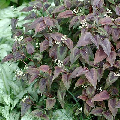 Persicaria 'Silver Dragon'