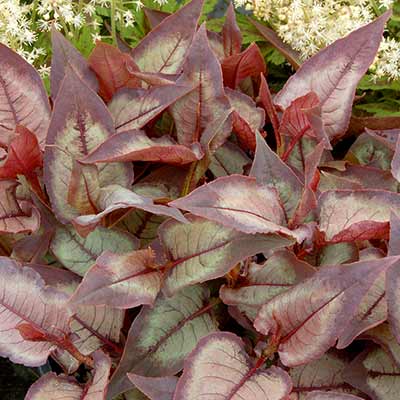 Persicaria 'Silver Dragon'