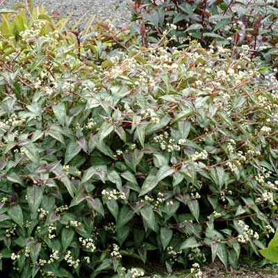 Persicaria 'Silver Dragon'