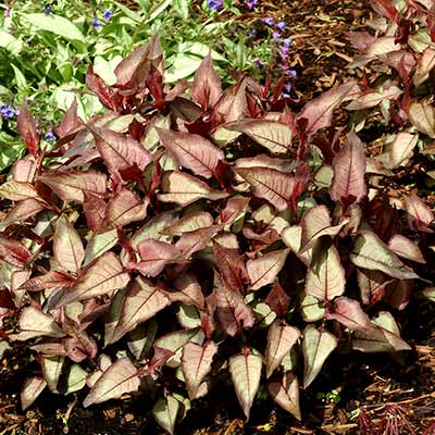 Persicaria 'Silver Dragon'