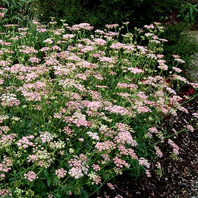 Pimpinella 'Rosea'