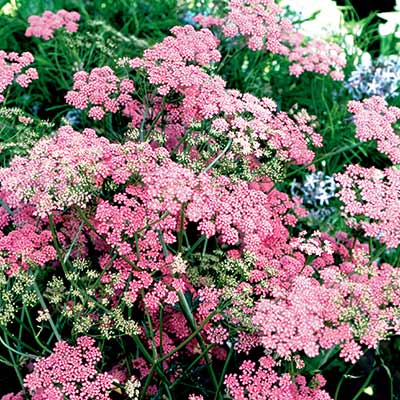 Pimpinella 'Rosea'