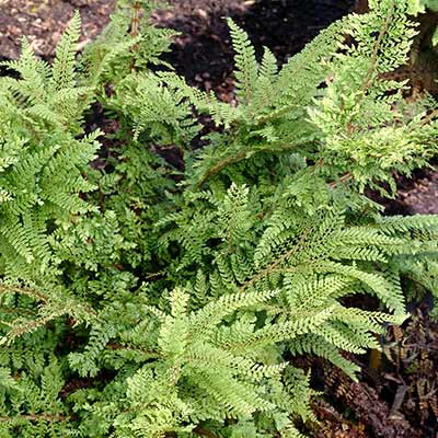 Polystichum 'Rotundatum Cristatum'