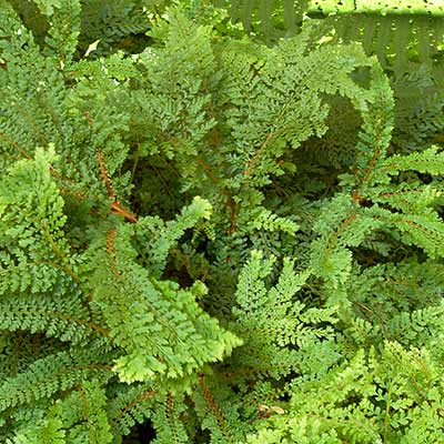 Polystichum 'Rotundatum Cristatum'