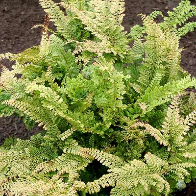 Polystichum 'Rotundatum Cristatum'