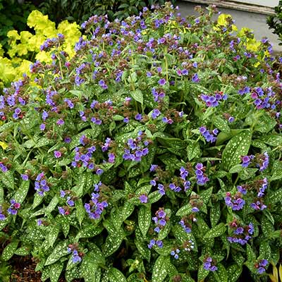 Pulmonaria 'Milky Way'