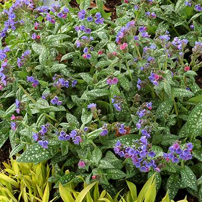 Pulmonaria 'Milky Way'