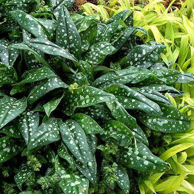 Pulmonaria 'Milky Way'