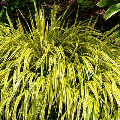 Hakonechloa macra