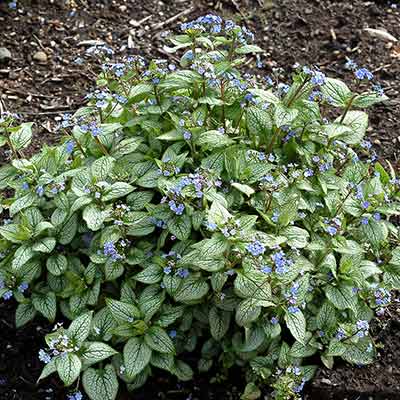 Brunnera 'Alexandria'