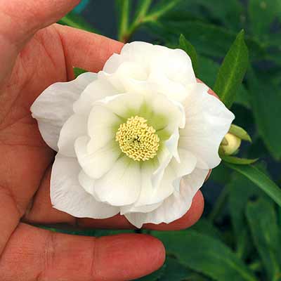 Helleborus NORTH STAR™ 'Crystalline'