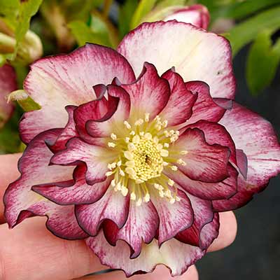 Helleborus NORTH STAR™ 'Garnet Frills'