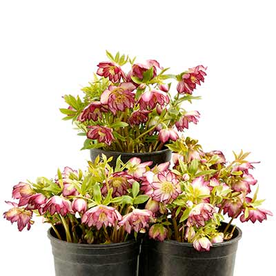 Helleborus NORTH STAR™ 'Garnet Frills'