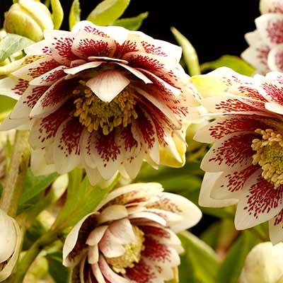 Helleborus NORTH STAR™ 'Ruby Heart'