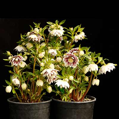 Helleborus NORTH STAR™ 'Ruby Heart'