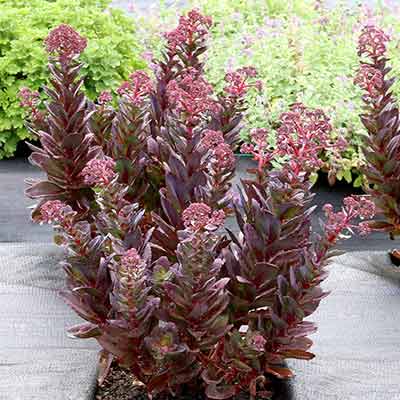 Sedum 'Conga Line'