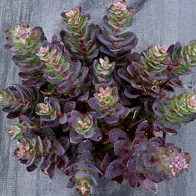 Sedum 'Conga Line'