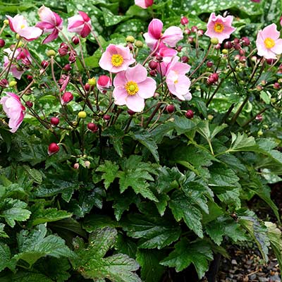 Anemone SATIN DOLL™ 'Blush'