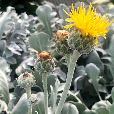 Centaurea 'Snowy Owl'