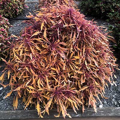 Coleus TERRA NOVA® 'Monkey Puzzle'