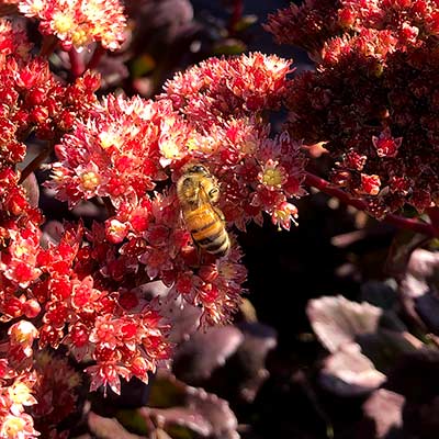 Sedum 'Conga Line'