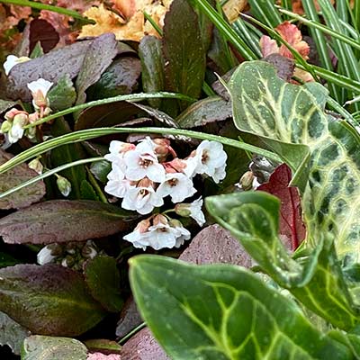 Bergenia DRAGONFLY™ 'Angel Kiss'