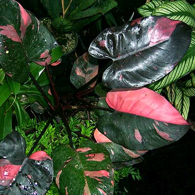 Philodendron 'Pink Princess'