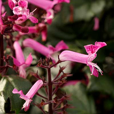 Plectranthus VELVET™ 'Starlet'