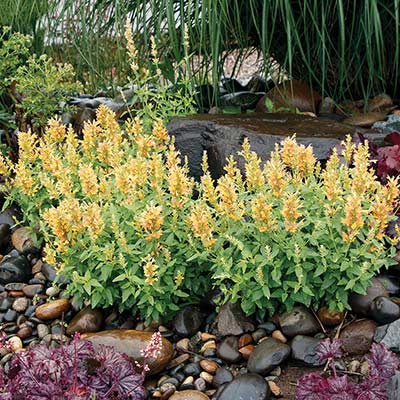 Agastache POQUITO® 'Butter Yellow'