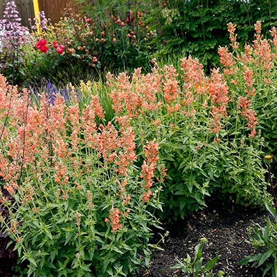 Agastache POQUITO® 'Orange'