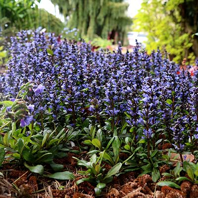 Ajuga 'Blueberry Muffin'