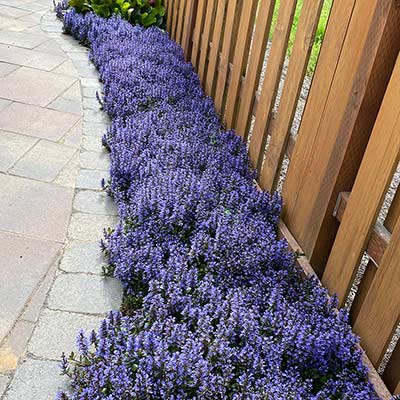 Ajuga 'Blueberry Muffin'