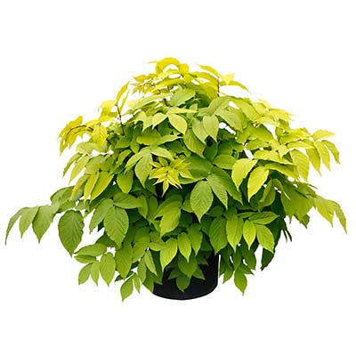 Aralia 'Sun King'